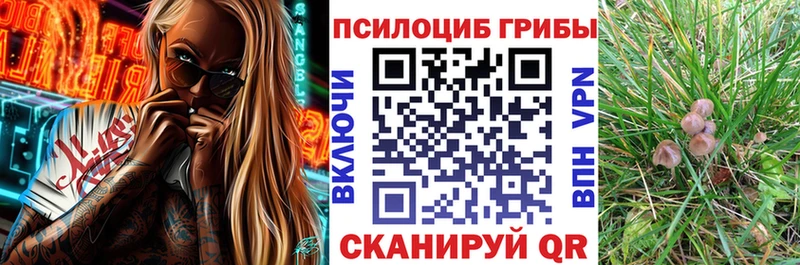 Псилоцибиновые грибы Psilocybine cubensis  Купить закладки  Ельня 